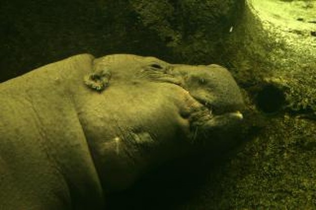 Hippopotamus hippo Cleveland Metroparks Zoo underwater about Africa Tanzania